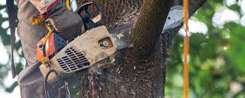 Best Commercial Tree Services  in Lynbrook, NY